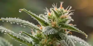 A macro image highlighting the intricate details of trichomes and buds on a Narkosis plant under magnification.