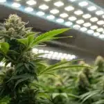 A macro shot of vibrant Original Clon buds with visible trichomes under high-quality LED lighting in a modern indoor grow room.