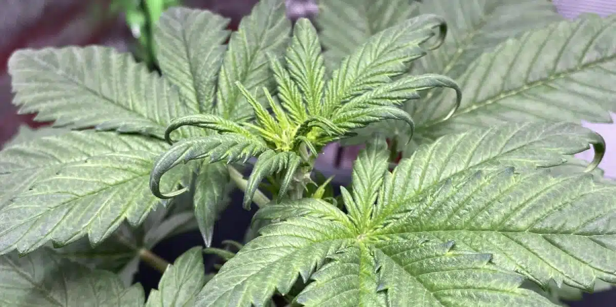 Orka Strain Flowering