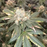 Permanent Marker Strain 2023 Leafly Winner