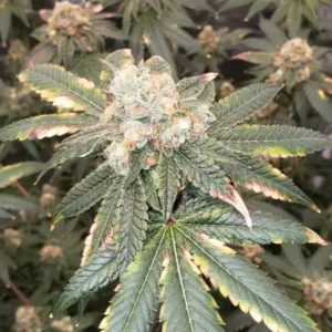 Permanent Marker Strain 2023 Leafly Winner