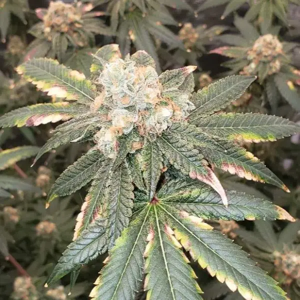 Permanent Marker Strain 2023 Leafly Winner