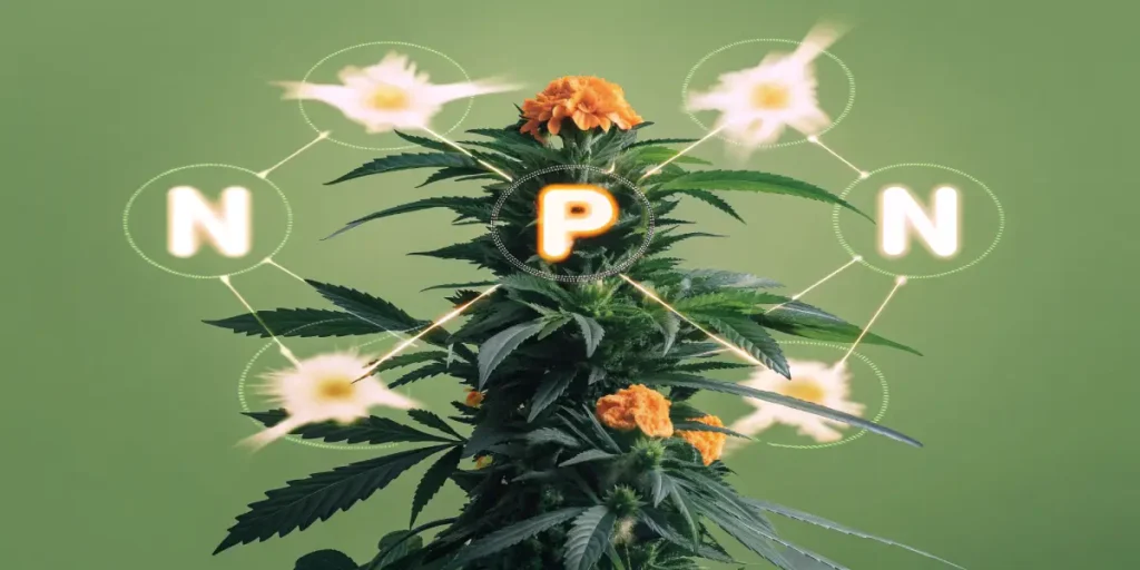 Hyper-realistic illustration of a cannabis plant with a prominent "P" (Phosphorus) glowing in its center, surrounded by "N" (Nitrogen) and glowing energy bursts, on a green background.