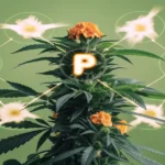 Hyper-realistic illustration of a cannabis plant with a prominent "P" (Phosphorus) glowing in its center, surrounded by "N" (Nitrogen) and glowing energy bursts, on a green background.