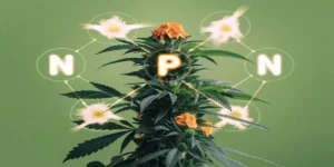 Hyper-realistic illustration of a cannabis plant with a prominent "P" (Phosphorus) glowing in its center, surrounded by "N" (Nitrogen) and glowing energy bursts, on a green background.