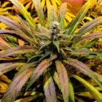How to Feminized Cannabis Seeds