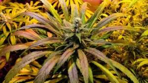 How to Feminized Cannabis Seeds