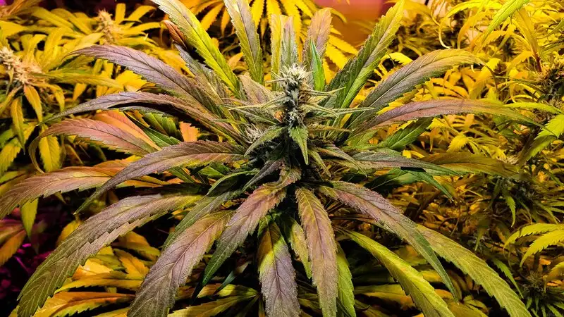 How to Feminized Cannabis Seeds