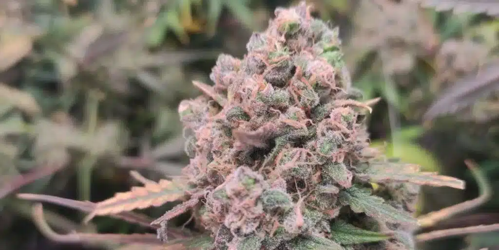 Pineapple Express Strain Buds