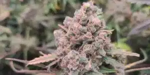 Pineapple Express Strain Buds