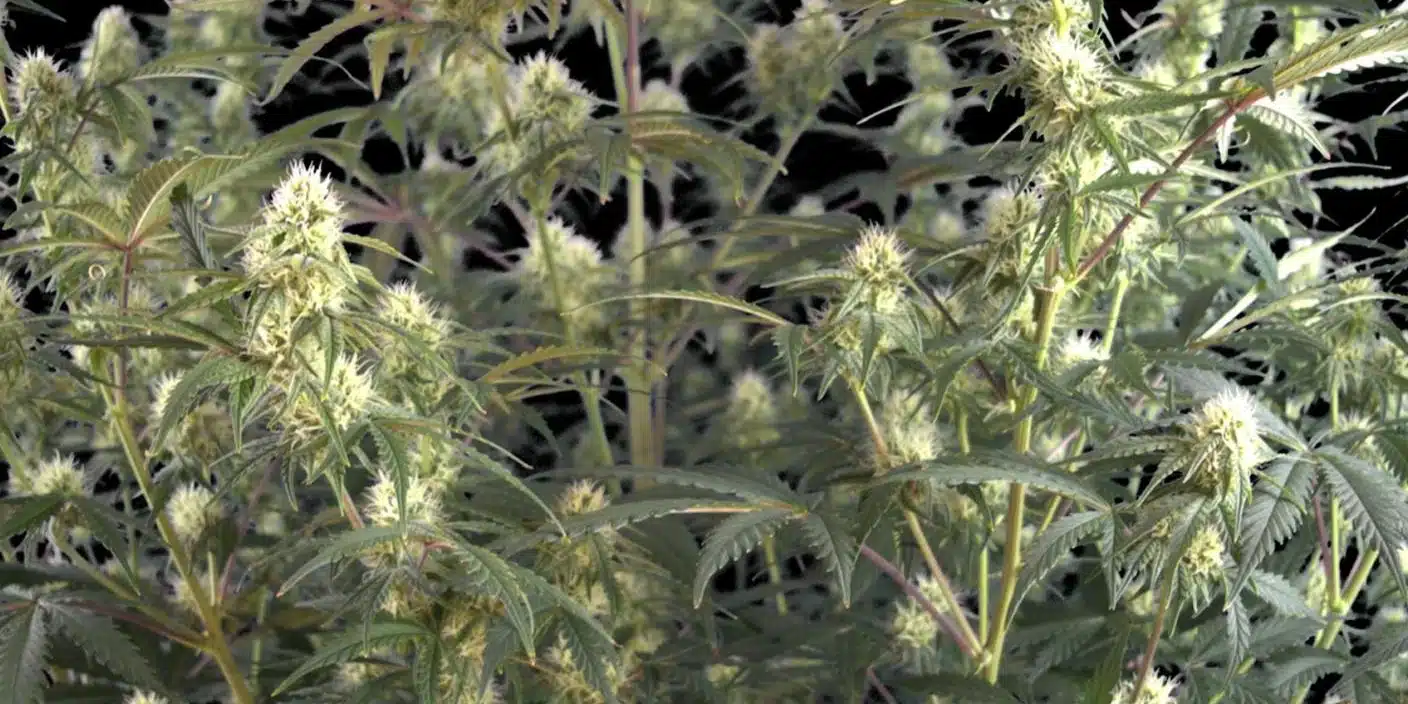 Pineapple Express Strain Flowering