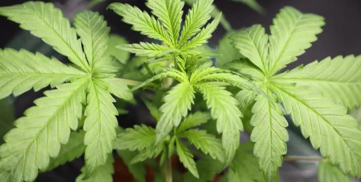 Pineapple Express Strain Grow