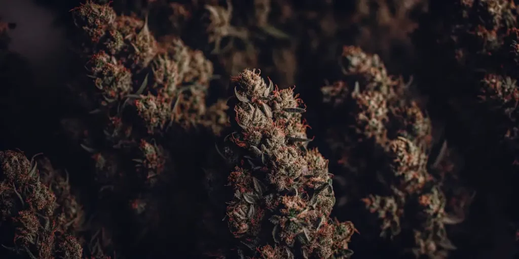 Close-up of purple cannabis buds with green leaves and a frosted coating