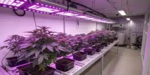 Indoor grow room featuring thriving Purple Zkittlez Lemon Bean plants under LED lighting with vibrant purple tones and lush green leaves.