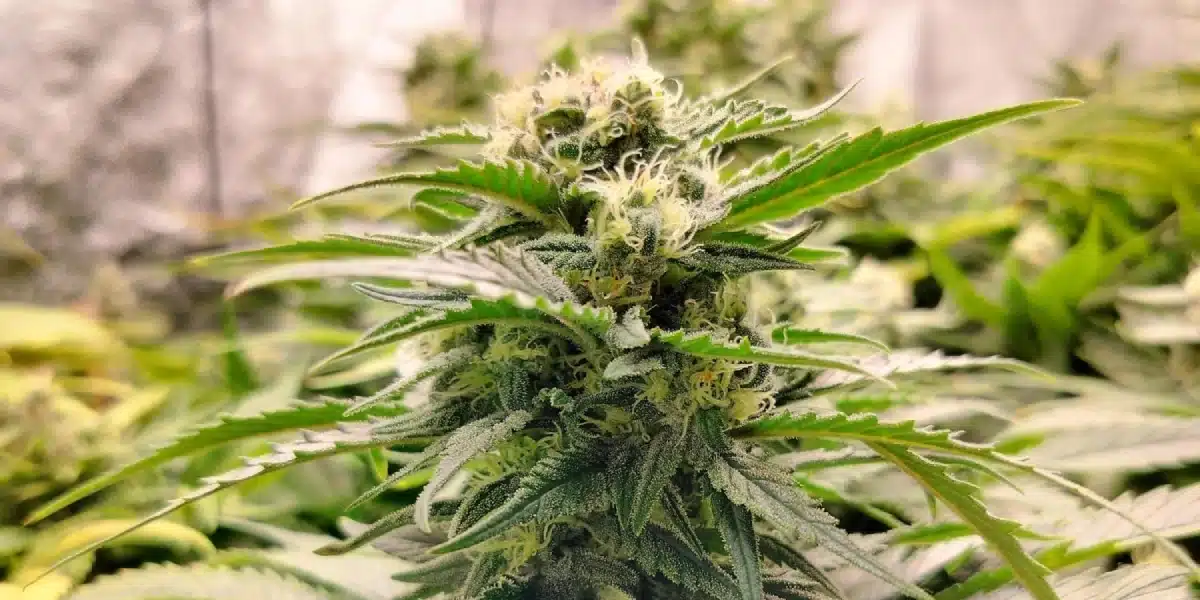 Scrambler Haze Strain Bud