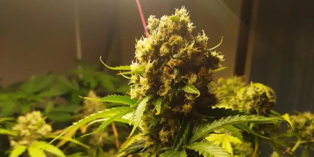 Scrambler Haze Strain Buds