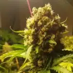 Scrambler Haze Strain Buds
