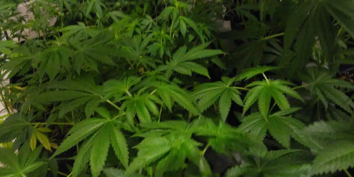 Scrambler Haze Strain Flowering