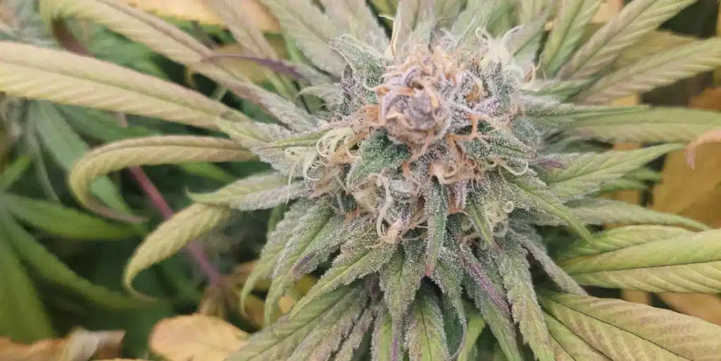 Close-up of a dense Vanilla Frosting cannabis bud with prominent purple and orange pistils, coated in trichomes.