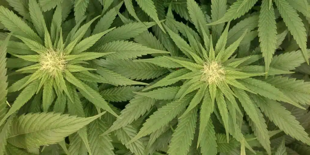 Top-down view of a young, healthy Vanilla Frosting cannabis seedling with bright green leaves in a black pot.