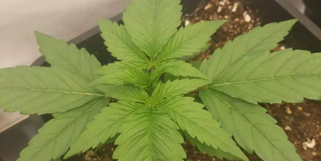 Overhead view of two flowering Vanilla Frosting cannabis plants with dense buds and abundant green leaves.