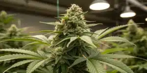 Wombat strain cannabis plant with thick, trichome-covered buds, grown indoors under optimal lighting conditions.