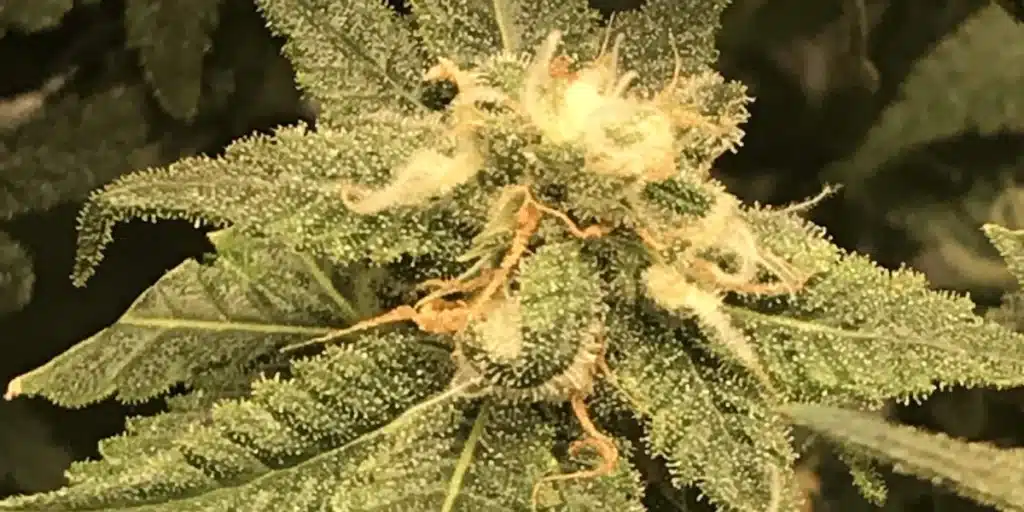 Zombie Death Fuck Buds