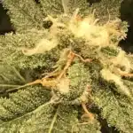 Zombie Death Fuck Buds