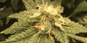 Zombie Death Fuck Buds