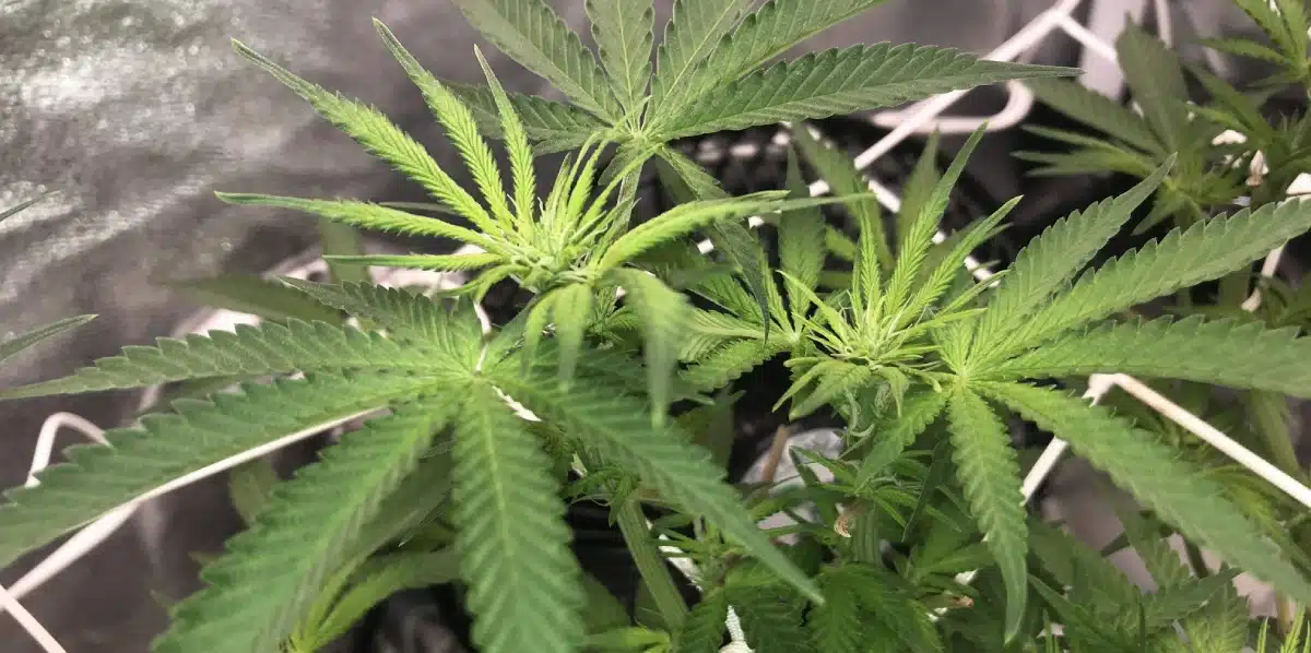 Zombie Death Fuck Flowering