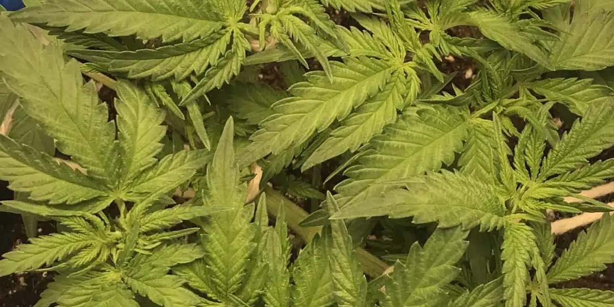 Zombie Death Fuck Growing