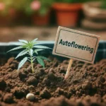 autoflower seeds