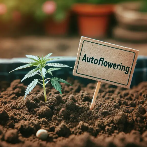 autoflower seeds