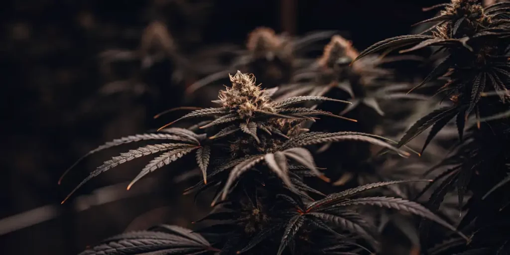 Black Runtz strain cannabis plant with dark green leaves and resinous buds in a dimly lit indoor setting.