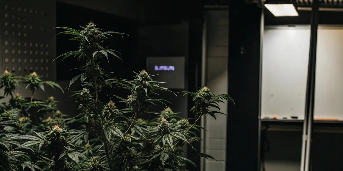 Close-up of cannabis plants in an indoor lab with visible early signs of hermaphroditism under artificial light