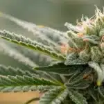 Macro close-up of an Apple Fritter bud displaying glistening trichomes and vibrant pistils.