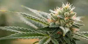 Macro close-up of an Apple Fritter bud displaying glistening trichomes and vibrant pistils.