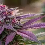 Detailed close-up of an Auto Purple Gorilla bud with vivid purple tones and sparkling trichomes.