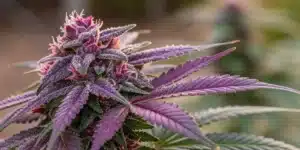 Detailed close-up of an Auto Purple Gorilla bud with vivid purple tones and sparkling trichomes.