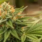 Fully bloomed Banana Zkittlez cannabis plant showcasing dense, resinous buds with vibrant green and orange colors.