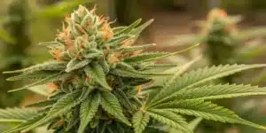 Fully bloomed Banana Zkittlez cannabis plant showcasing dense, resinous buds with vibrant green and orange colors.