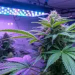 Blue Dream Auto, the best strain for happiness, showcasing its frosty trichomes and colorful buds under optimized indoor lighting.