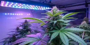 Blue Dream Auto, the best strain for happiness, showcasing its frosty trichomes and colorful buds under optimized indoor lighting.