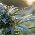 Close-up of a Blueberry Autoflower bud with detailed trichomes and blue hues.