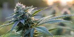 Close-up of a Blueberry Autoflower bud with detailed trichomes and blue hues.