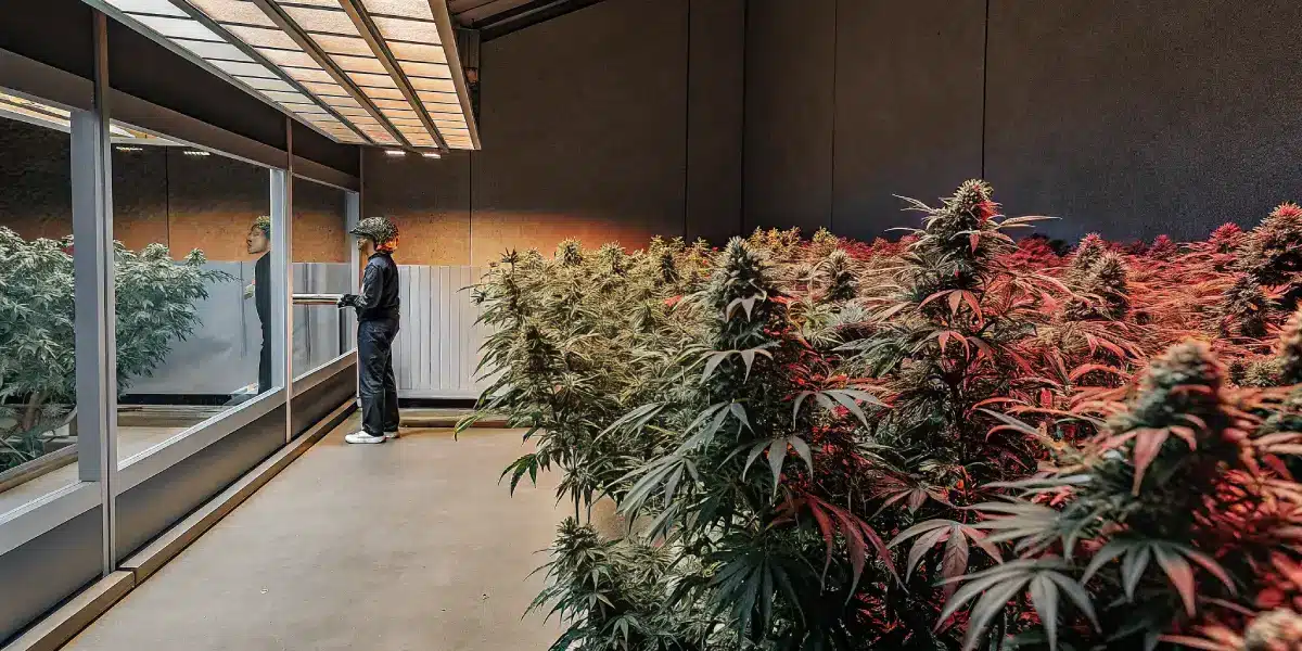 Hyper-realistic digital illustration of a large cannabis grow room with rows of lush plants, some with reddish hues, and a person observing from behind glass panels under bright lighting.