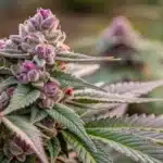 Gelato 33 Strain Buds