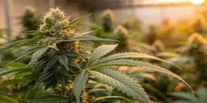 Close-up of sparkling Girl Scout Cookies Autoflower buds showcasing vibrant trichomes.