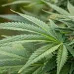 Close-up of Green Crack Auto Strain foliage and buds, emphasizing texture and structure.