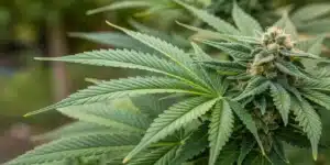 Close-up of Green Crack Auto Strain foliage and buds, emphasizing texture and structure.